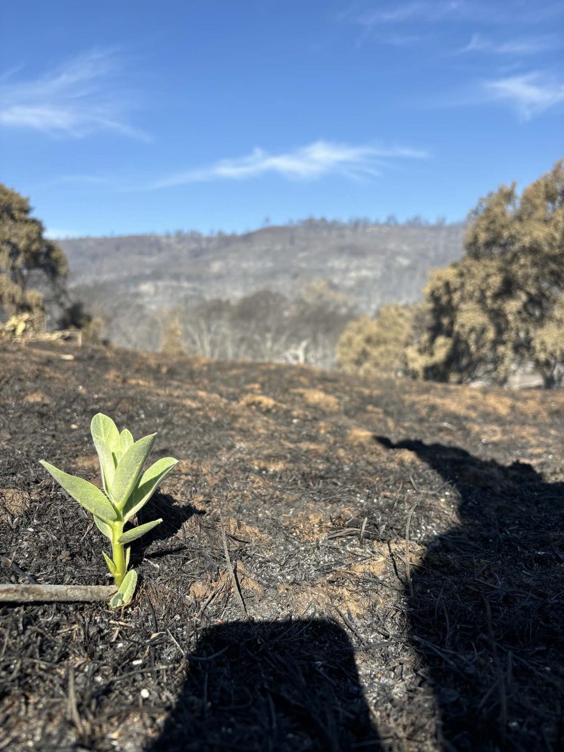 Fresh growth sprouts among charred soil. 