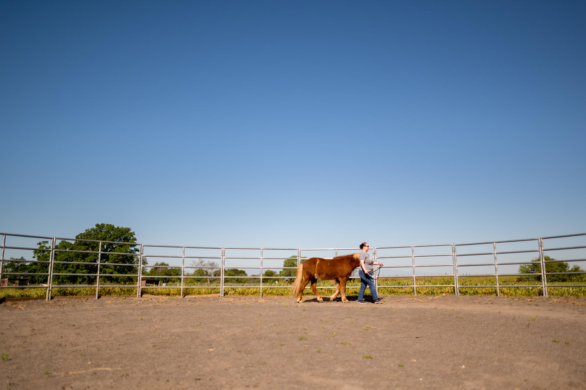 A person walks a horse