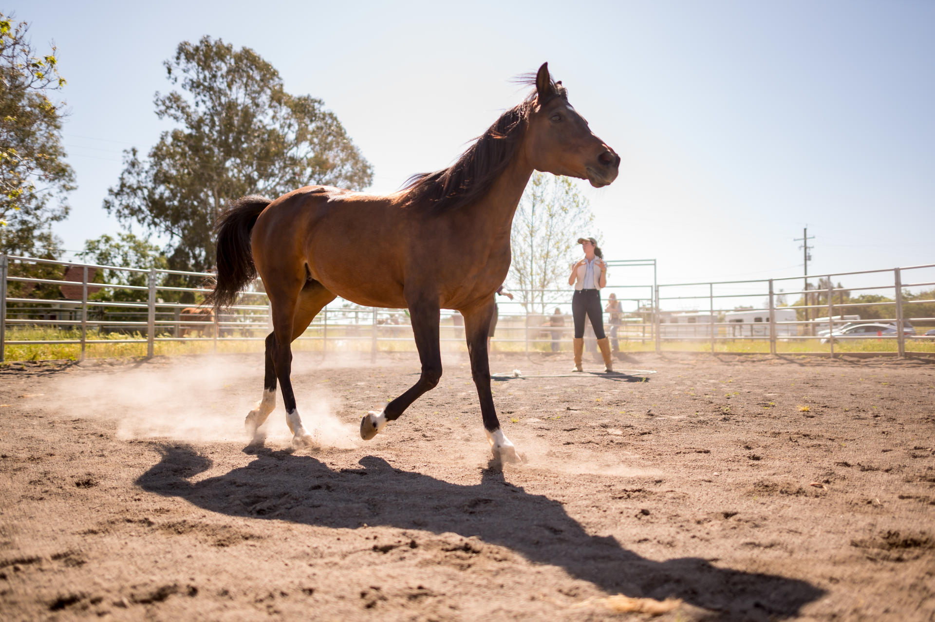 Horse galloping in an arena