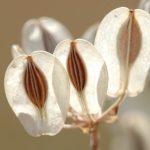 Three white lomatium flowers are framed by light, showing off their intricate seeds.