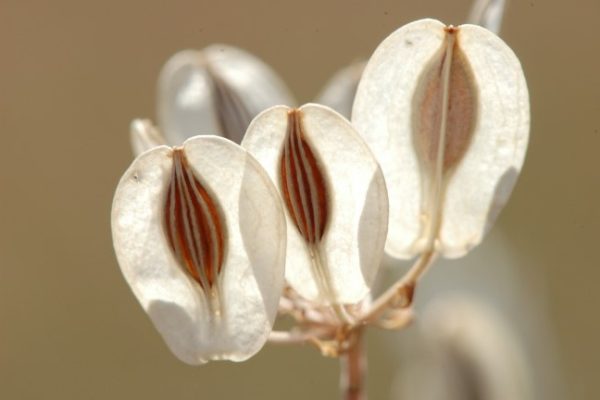 Three white lomatium flowers are framed by light, showing off their intricate seeds.